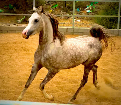 مربط الوهط للخيل العربية الأصيلة - Taif - +966 50 379 2780