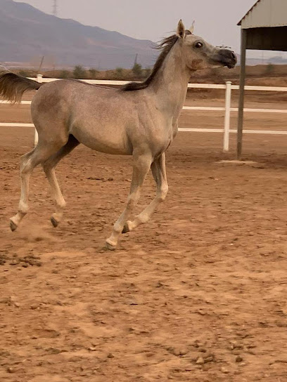 اسطبل ألاثيل للخيل العربية الاصيلة - Saudi Arabia|Unnamed Road 25361،