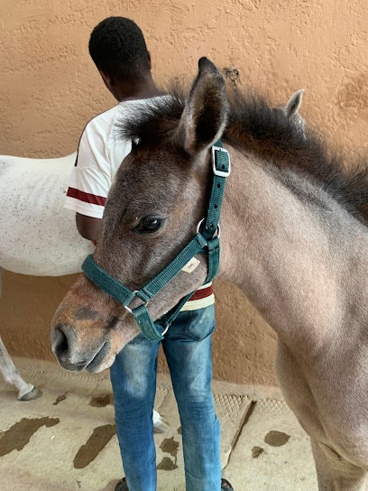 مربط المخلديات للخيل العربية الأصيلة - Saudi Arabia|Taif 26317|C9|GGCH+WF، مركز المسرة الدولي للفروسية