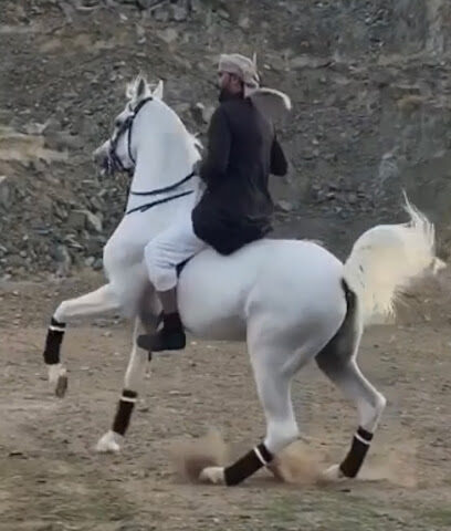 مربط السعد للخيل العربية الاصيلة - Tendaha - +966 55 390 8881