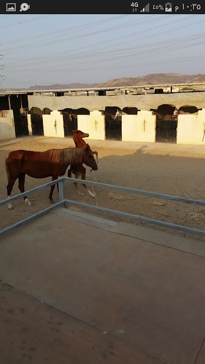 مربط الشموخ للفروسية - Saudi Arabia|Jeddah 23767|R774+HP5