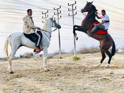 مربط المباركية للخيل العربية الاصيلة - Al Jumum - +966 50 454 0990