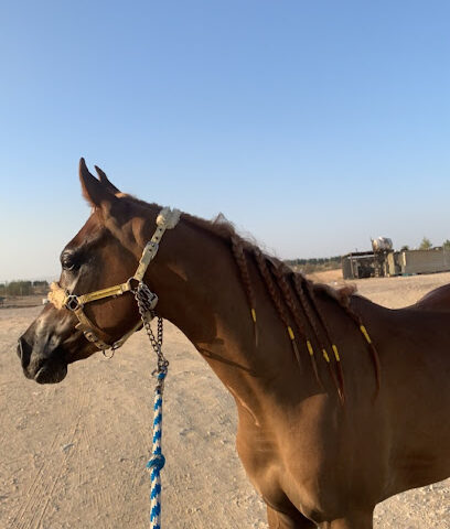 مربط نجد العذية ( NAJID ALEADHAYA ) - Al Jubail - +966 58 262 7033