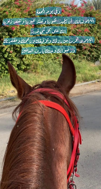 مربط البروج / Alburooj stud - Al Madinah Al Munawwarah 42751