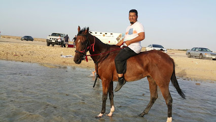 Al Mughirat Equestrian Club مربط المغيرات -  - +966 55 966 7789