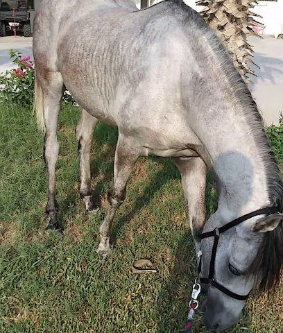 ALAGIL Equestrian Club - Al Jubail - +966 54 280 8865