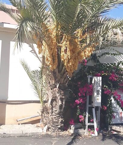 Al wesam villa - Taif -