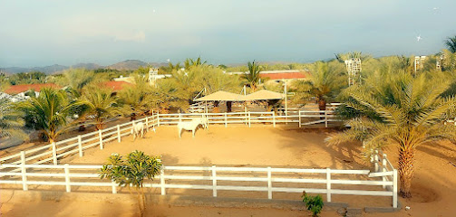 Al Yasser Arabian Stud - Mecca - +966 59 300 4898