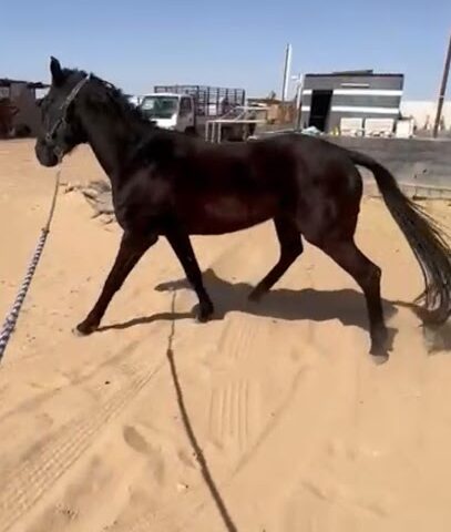 مربط العواد للخيول العربية - Yanbu - +966 59 842 2902