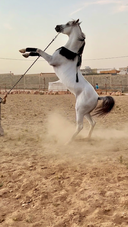 Stud Bandrof of Arabian Horses - Saudi Arabia|Abha 62221|طريق الملك عبدالله