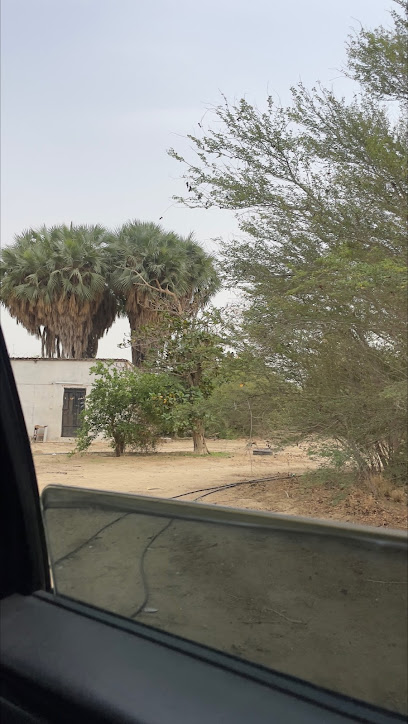 مزرعة الشيح يحيى البهكلي - Saudi Arabia|Abu Arish 84721|XR55+2WV