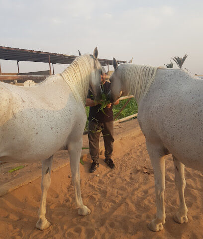 مربط الربيع للخيل العربية الأصيلة - المدينة المنورة - +966 54 353 4789