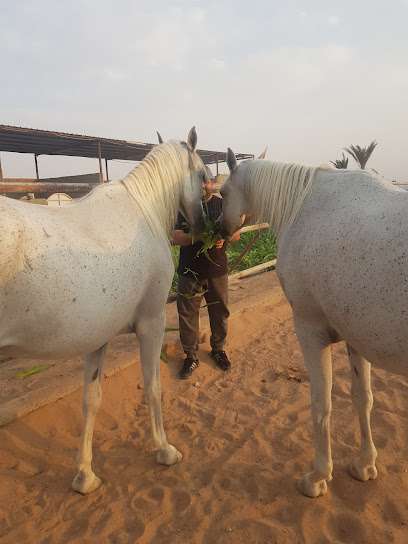 مربط الربيع للخيل العربية الأصيلة - Saudi Arabia|المدينة المنورة|Unnamed Road،