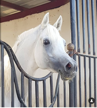 مربط منادي MN STUD - Sabt Aljarah - +966 50 060 1165