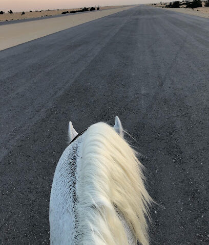 مربط الفارس للخيل العربيه الأصيله - Al Jubail - +966 50 588 7811