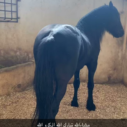 Arabian Horses - Taif -