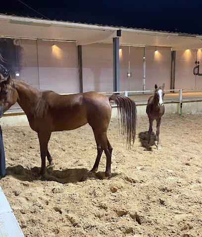 Lazzaz Stable - Riyadh -