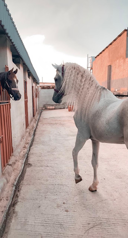 نادي هورس رايدر للفروسية - Saudi Arabia|Abha 62587|Sirr ad Ghalidh|5JXF+7QP