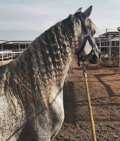 مربط الرواسي Al Rawasi Stud for Horses - Ar Rass - +966 50 777 2284