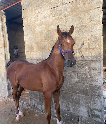 مربط الرفيع للخيل العربية الأصيلة - Riyadh Al Khabra -