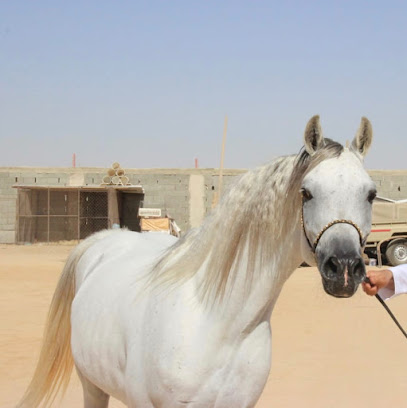 أسطبل الصواير للخيل العربية الأصيله - Al Safa - +966 54 417 2111